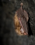 Brown long-eared Bat